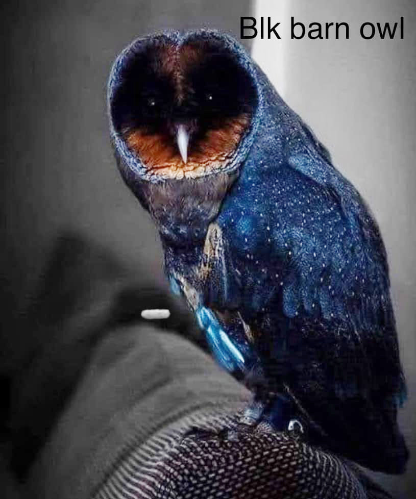 Smaller hand painted bolo tie made from slate in our OWL colors