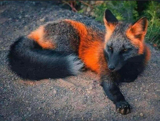 fox