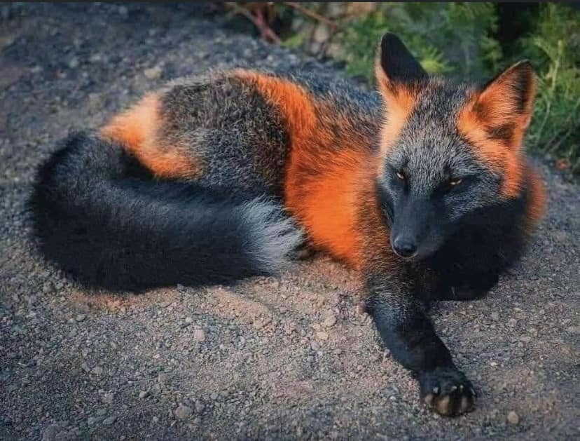 Black and orange fox colors on slate bolo