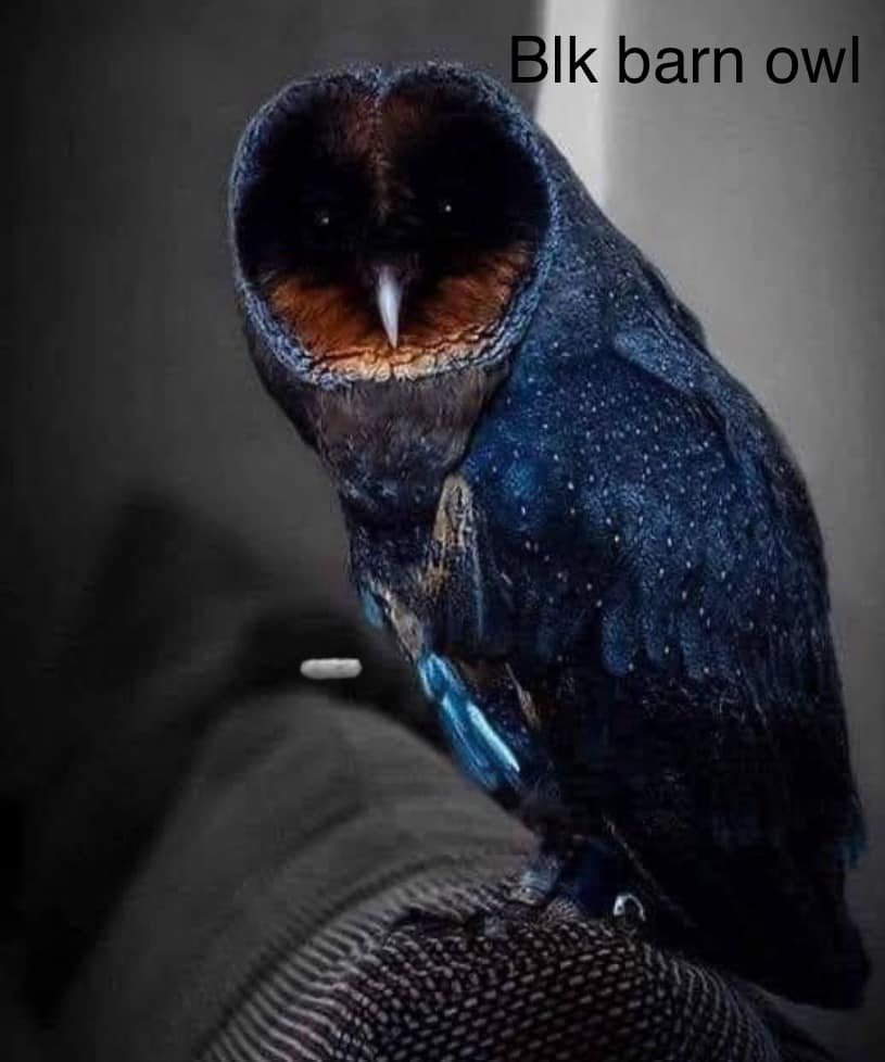 Black barn owl - inspiration for our OWL palette